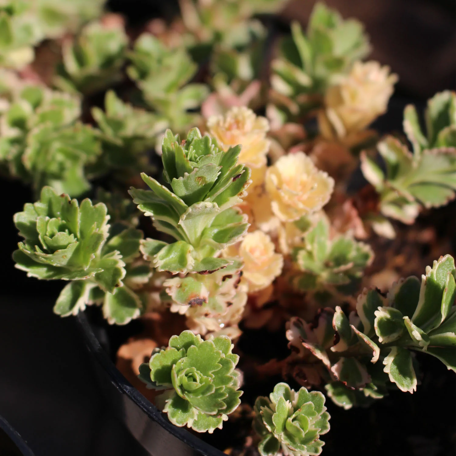 Perennials